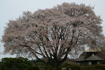 偕楽園左近の桜